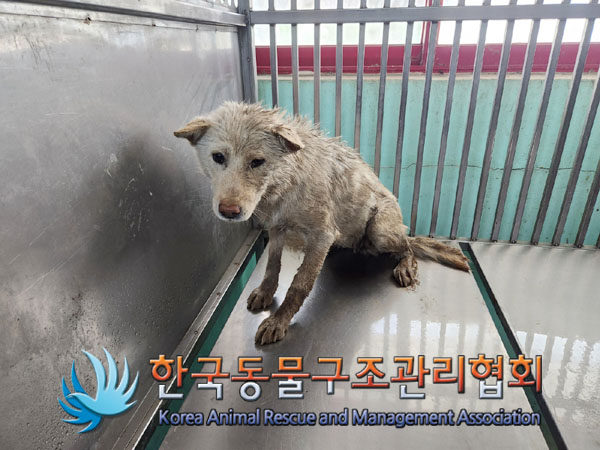 한국동물구조관리협회_441414202300234